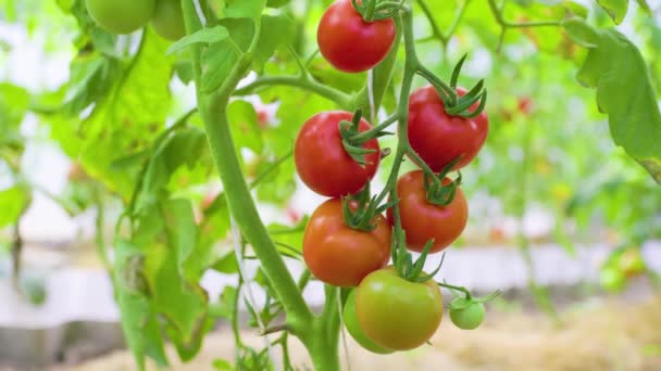 Ripe Tomatoes Branch Growth Ripe Tomato Tomatoes Bunch Greenhouse — Stockvideo