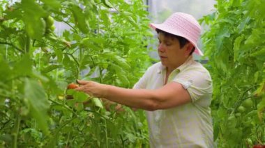 Agribusiness mature woman gardener owner checking tomatoes quality. woman Taking care of the vegetable with happiness in greenhouse