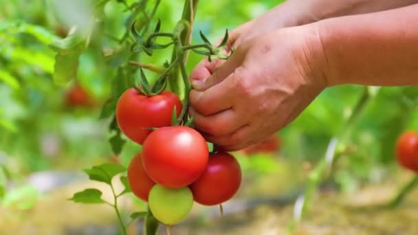Woman Farm Worker Hands Picking Fresh Ripe Organic Tomatoes Greenhouse — ストック動画