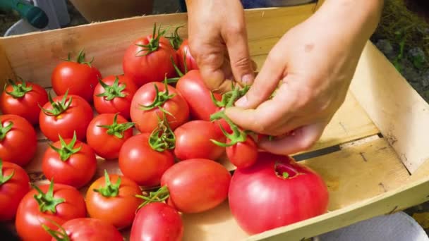 Agricultor Fêmea Mãos Colheita Colheita Tomates Vermelhos Colocando Caixa Estufa — Vídeo de Stock