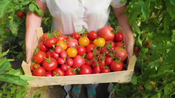 Farmer Hands Box Ripe Red Cherry Tomatoes Greenhouse Farmer Businessman — ストック動画