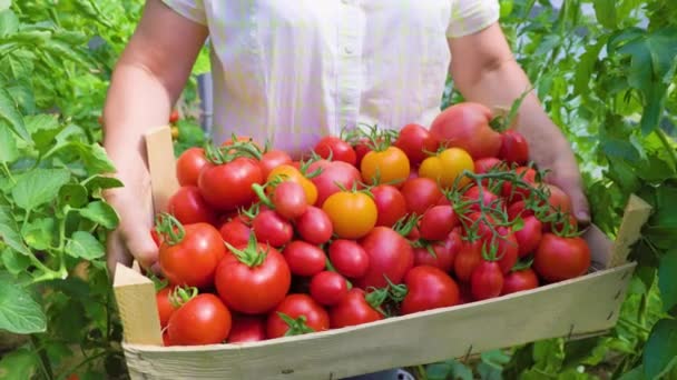 Mãos Fazendeiro Com Caixa Tomates Cereja Vermelhos Maduros Estufa Agricultor — Vídeo de Stock