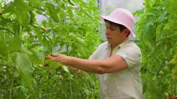 Agribusiness Mature Woman Gardener Owner Checking Tomatoes Quality Woman Taking — Video Stock