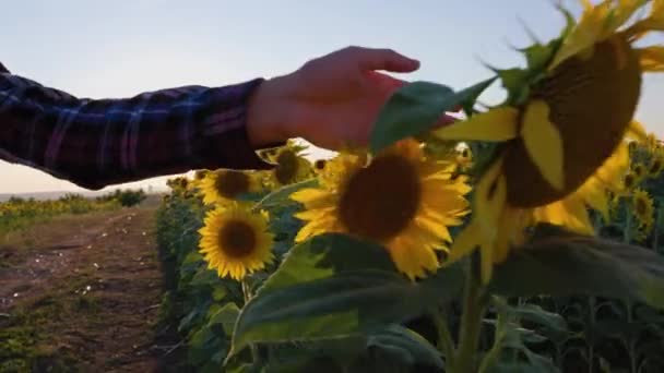 Tracking Shot Close Farmers Hand Carefully Touches Sunflower Flowers Sunlight — Vídeo de Stock