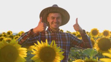 A smiling young agronomist stands in a field showing thumb up in the middle of his harvest and looking at camera. A man shows what a great sunflower. On the face of a wide smile and happiness.