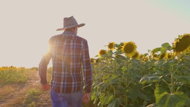 Tracking Shot Young Farmer Hat Walks Path His Sunflower Field — 图库视频影像