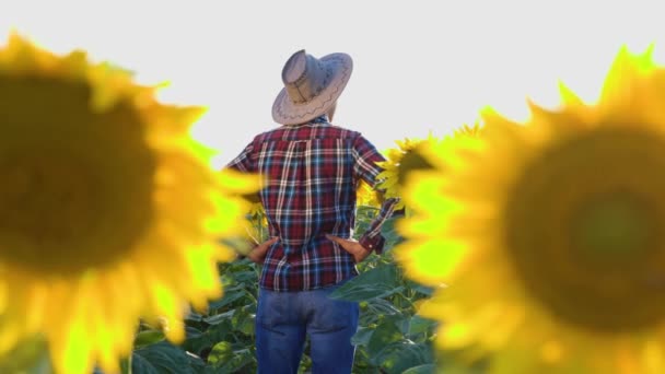 Rear View Young Farmer Hat Inspects Sunflower Field Man Agronomist — 图库视频影像