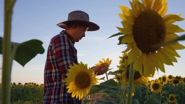 Young Agronomist Inspects Harvest Sunflower Man Carefully Twists Flower Examines — ストック動画