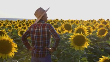 rear view of a young agronomist inspects his sunflowers field. A man stands in a field and turns his head in different directions to see the whole crop.