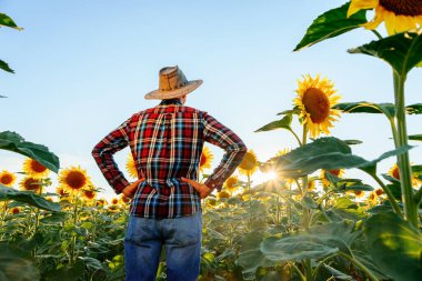 A farmer in a hat stands in the field and inspects his property. Hands on the hips. Clear day and the sun peeks through the leaves. Man and copy space