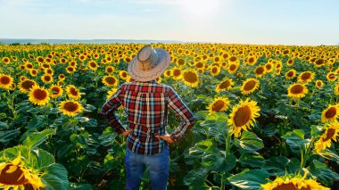 Tişörtlü ve şapkalı genç çiftçinin arka manzarası ayçiçekli bir tarlada duruyor. Adam evini teftiş ediyor. İşçiler güneşli bir günde ellerini kalçalarına koyarlar. Erkek ve kopyalama alanı. Bir adamın arka görünüşü