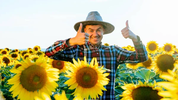 A young happy man in the sunflower field shows a gesture thumb up, Farmer is very glad. Man is in a hat and looking at camera. In front of him are large sunflower flowers. Male and copy space