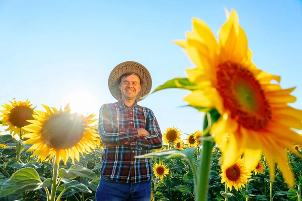 A young farmer looking at camera stands among sunflowers in a sunshine day and smiles. Man with arms crossed is situated on a field with sunflowers in a sunny day. Male and copy space.