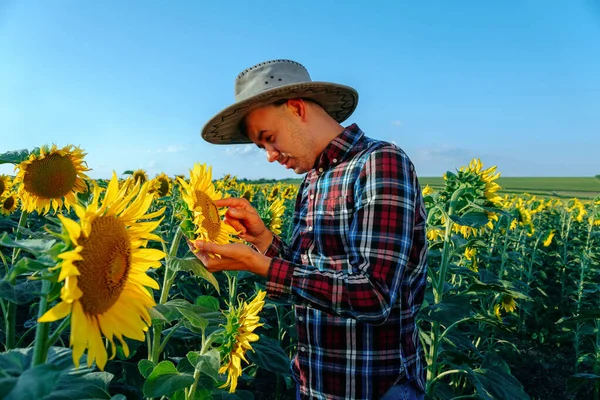 Mladý Seriózní Farmář Klobouku Kontroluje Kvalitu Slunečnic Agronomista Drží Rukou — Stock fotografie