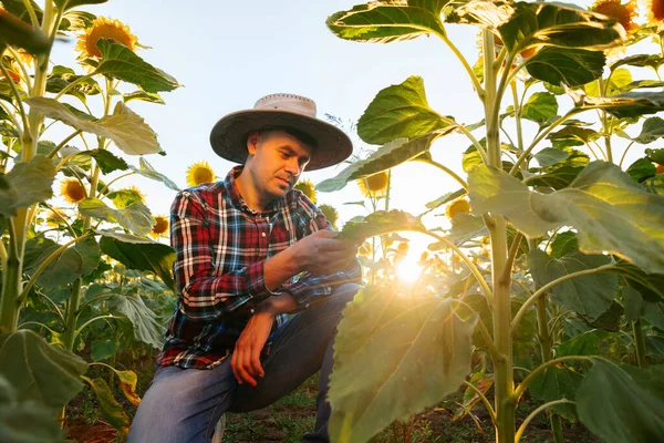 Young Farmer Sits His Shorts Checks Quality Crop Sunflower Man — Foto de Stock