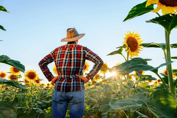 Farmer Hat Stands Field Inspects His Property Hands Hips Clear — Foto de Stock