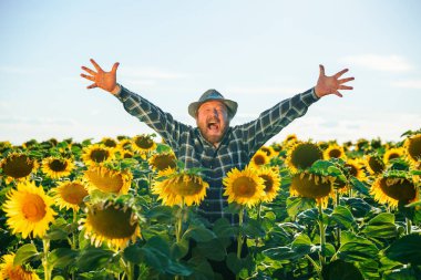 aged handsome happy screaming bearded man standing in sunflower field spreading his arms up. enjoying male freedom with open mouth in farm on the sky background. copy space, real people