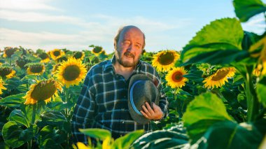 tired old farmer looking at the camera, he is in the field with sunflowers in a sunny summer day. senior male farmer holding hat in hand. exhausted worker