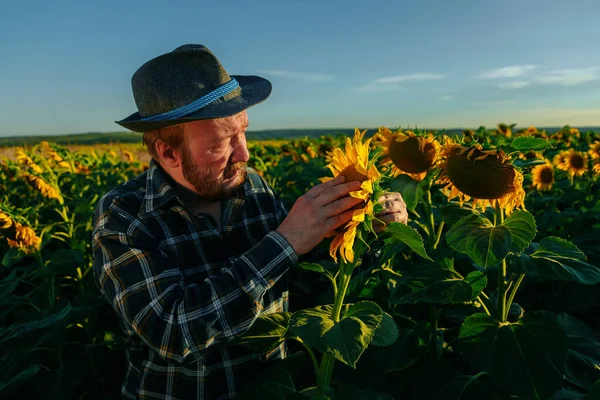 Agriculture quality control. senior farmer monitoring harvest growth progress Data collection and analyzing. male farmer agronomist check the quality of sunflower crop in field. copy space