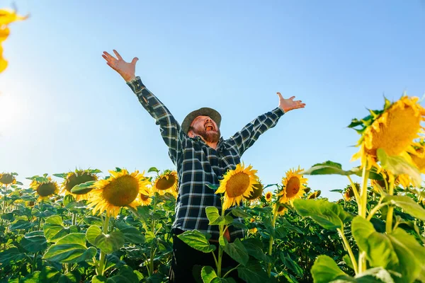 Delighted Aged Farmer Bearded Man Standing Arms Raised Sunflower Field — Stock fotografie