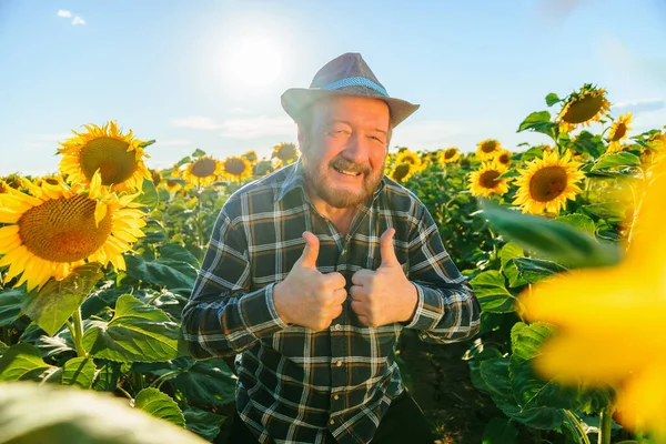 Field Sunflowers Cute Senior Farmer Laughing Showing Thumbs Bearded Man — Foto de Stock