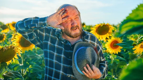 exhausted senior farmer in checkered shirt touching forehead while looking at camera. caucasian aged male worker feels tired after working in sunflower field. Concept Feeling and emotions