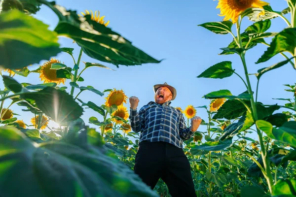 humorous aged male farmer worker feels great, is very cheerful and screaming. scream joy and smile on the face of the senior farmer. Low angle and copy space