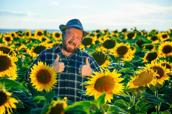 handsome hispanic smiling old farmer in a shirt giving thumbs up in the sunflower field. Old smiling farmer with beard showing thumb up as ok sign in sunflower field in summer. copy space