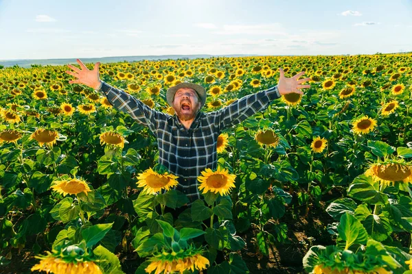 Senior Screaming Man Farmer Standing Farmland Arms Raised Joyful Elated — Foto de Stock