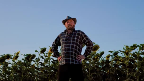 Cheerful Old Farmer Arms Hips Hat Stands Sunflower Crops Senior — Vídeo de Stock