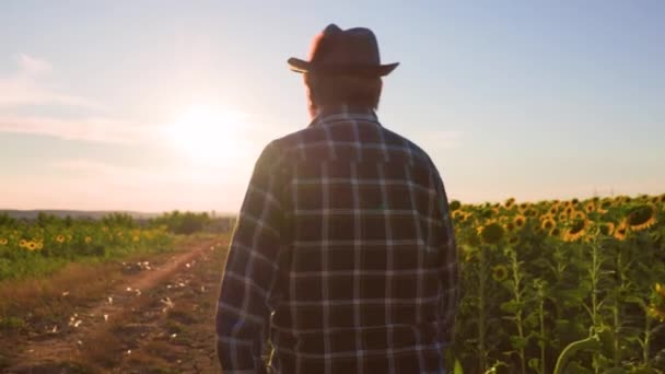 Rear View Tracking Agronomist Man Farmer Walking Sunflower Field Sunset — стоковое видео