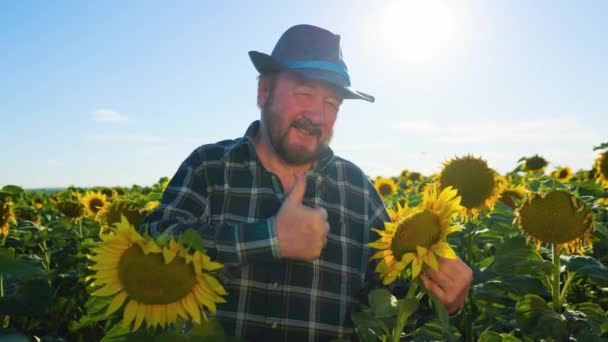 Elderly Satisfied Man Looking Camera Thumbs Farmer Working Sunflower Plantation — 비디오