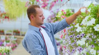 An agronomist in a plaid shirt carefully checks the quality of plants grown in a greenhouse. The man takes flowers with his hands, brings them closer to him and smells them.