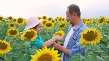 Side view of a young family girl and man of agronomists, standing in sunflowers checking quality of crop, talking, They touch sunflower flower with hands, take out the seeds and analyze them.