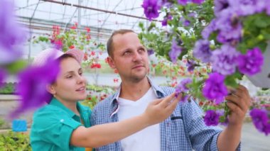 Couple of young workers in a greenhouse are looking at beautiful flowers, they are discussing something interesting. Smiles on faces. man and woman touch flowers with their hands.
