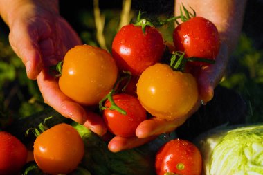 close up of the farmers hand with bunch of tomatoes being sprinkled with water. fresh vegetables. harvest concept. bunch of little round organic tomatoes,