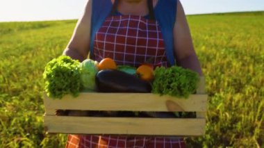 female farmer hands with a box of fresh vegetables walks along her field. Healthy Eating and Fresh Vegetables. natural food agriculture concept farmer walk home after harvesting at sunset.