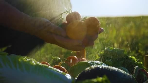 Close Farmers Hand Bunch Tomatoes Being Sprinkled Water Fresh Vegetables — Stock videók