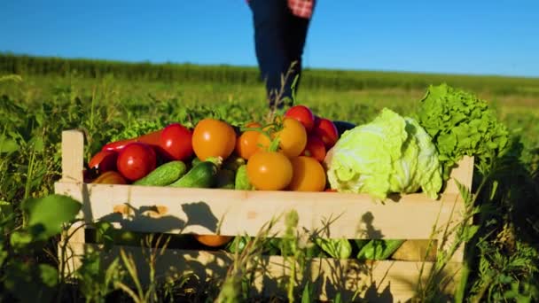 Cropped Farmer Hands Holds Wooden Box Vegetables Crop Field Garden — Stockvideo