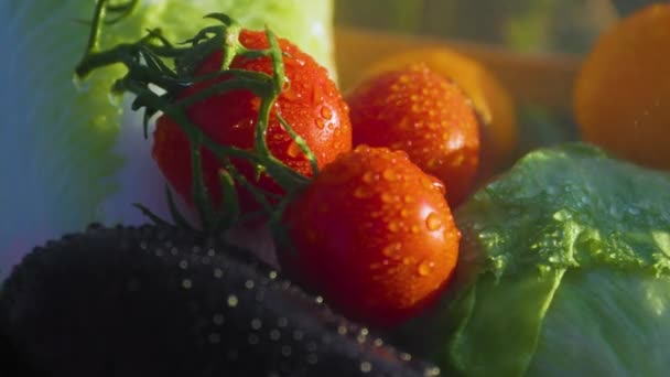 Група Овочів Помідор Зеленим Хвостом Краплі Води Макро Знімок Свіжого — стокове відео