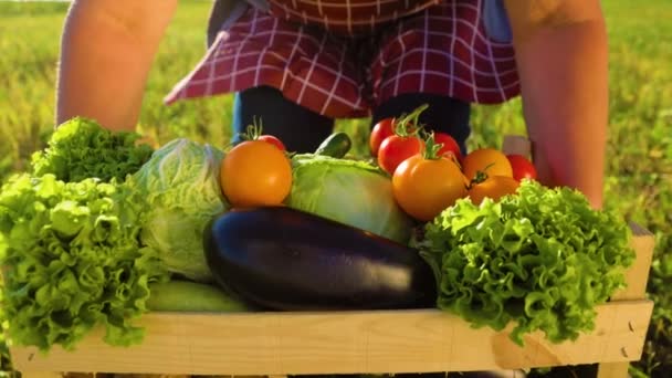 Фермерські Руки Піднімають Овочеву Коробку Наповнену Свіжим Органічним Помідором Капустою — стокове відео