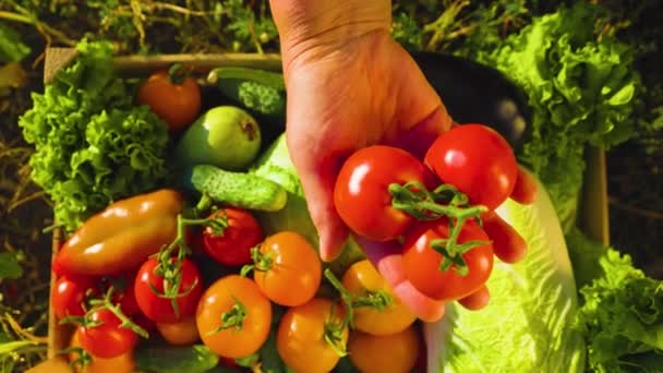 Hands Farmer Showing Colorful Tomatoes Vegetables Box Agriculture Worker Examining — ストック動画