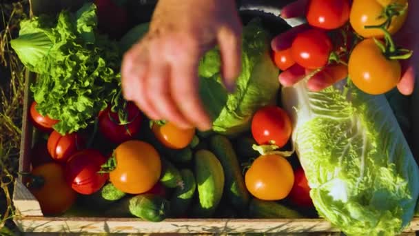 Top View Close Woman Farmer Hands Collects Tomatoes Greenhouse Puts — ストック動画