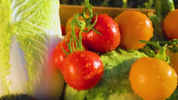 Group Vegetable Tomato Green Tail Drops Water Macro Shot Fresh — Stock video