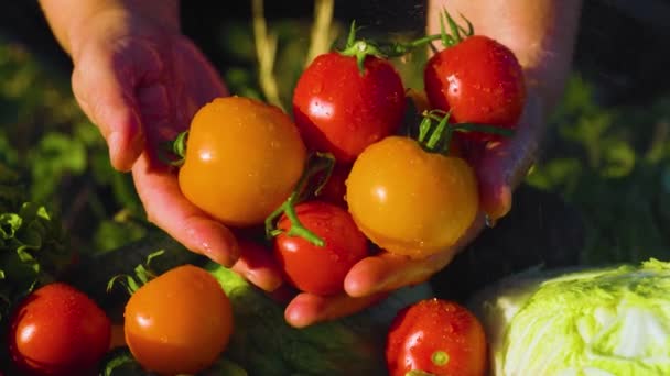 Close Farmers Hand Bunch Tomatoes Being Sprinkled Water Fresh Vegetables — Video