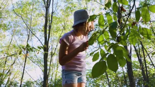 Молодой Натуралист Изучает Природу Леса Увеличительными Очками Записывает Свой Блокнот — стоковое видео