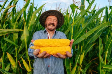 Front view of a happy elderly worker looking at camera in a cornfield, man holds a young crop of yellow corn in his outstretched arms. The old farmer shows an enthusiastic mood from the rich harvest.