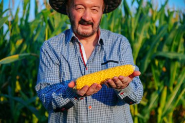 Front view elderly man farmer in corn field, hold yellow ripe corn cob in hands looking at camera. Senior male smiles happily. Behind is large cornfield. Overhead clear bright sky.