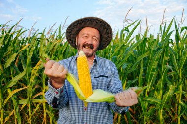 Opening a corn in hands, elderly farmer worker stands in field, glows happiness looking at camera. Sunny weather, large corn field around, clear sky. Copy space.