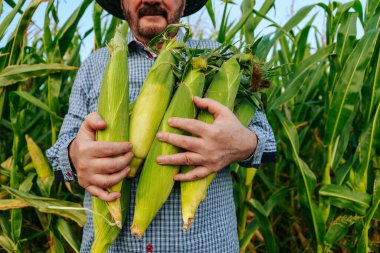 Close up of hands of an elderly farmer holding cobs of corn, front view, man smiles broadly, unrecognizable. Green juicy leaves betray the taste of the harvest. Corn field background. Copy space.